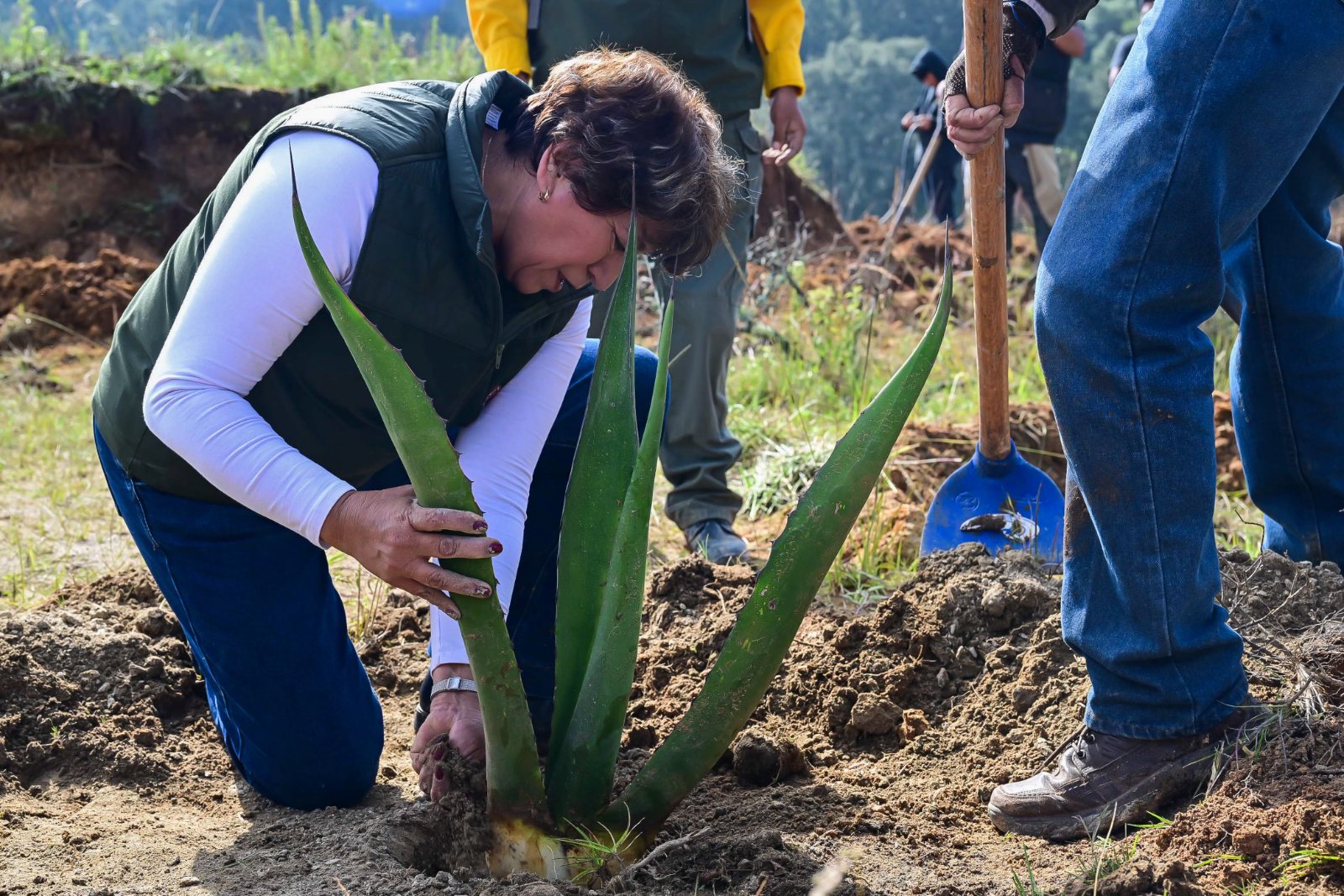 Gobernadora Delfina Gómez encabeza Jornada Nacional de Reforestación en EdoMéx; plantan 4 mil árboles en Temoaya