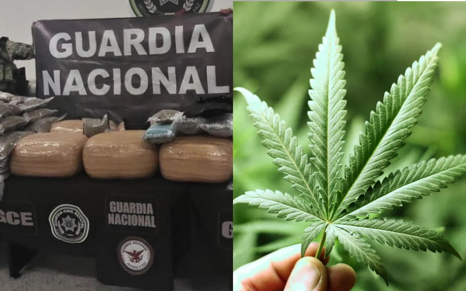 Localizan 112 kilos de marihuana durante operativo en San Luis Potosí