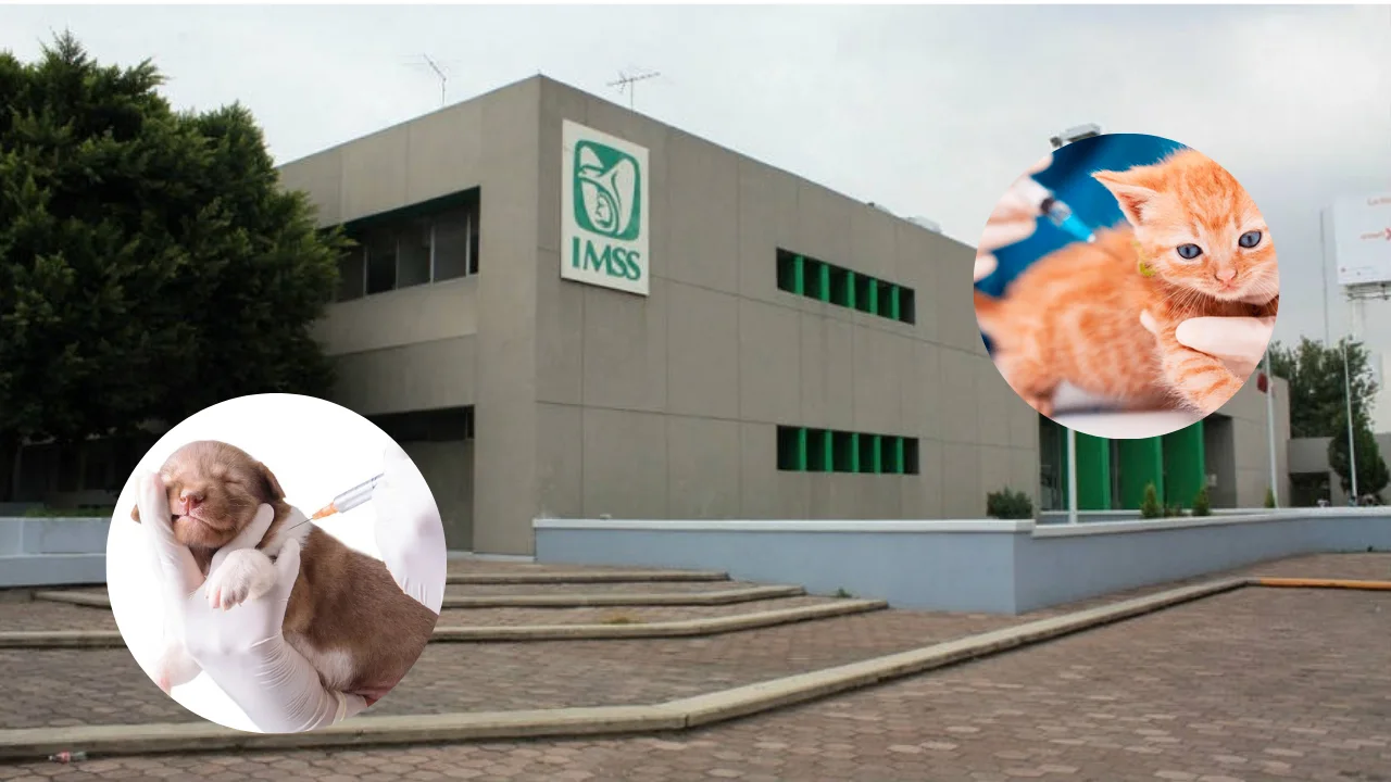 IMSS SLP llama a vacunar mascotas y prevenir contagios de rabia