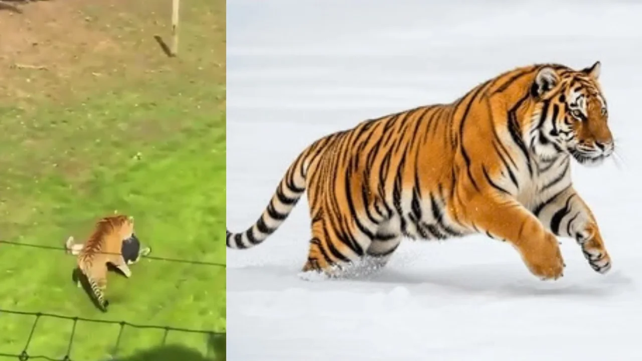 VIDEO| Fallece un hombre tras ser atacado por un tigre en un parque de vida silvestre en Reino Unido